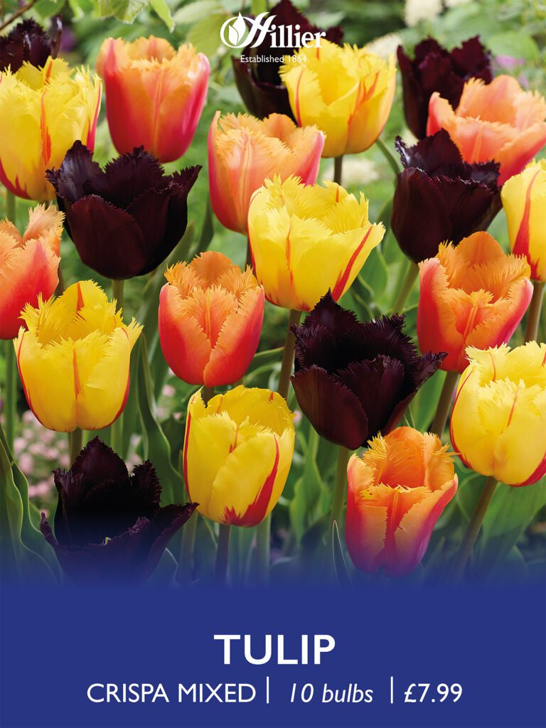 Tulip Crispa Collection Bulbs 8718641971246 2
